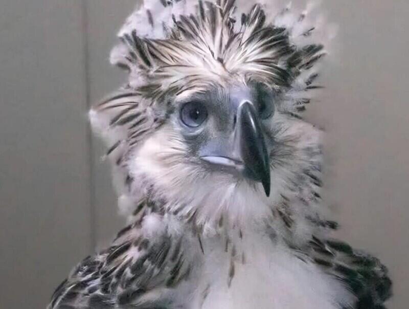 Foto: Philippine Eagle Foundation